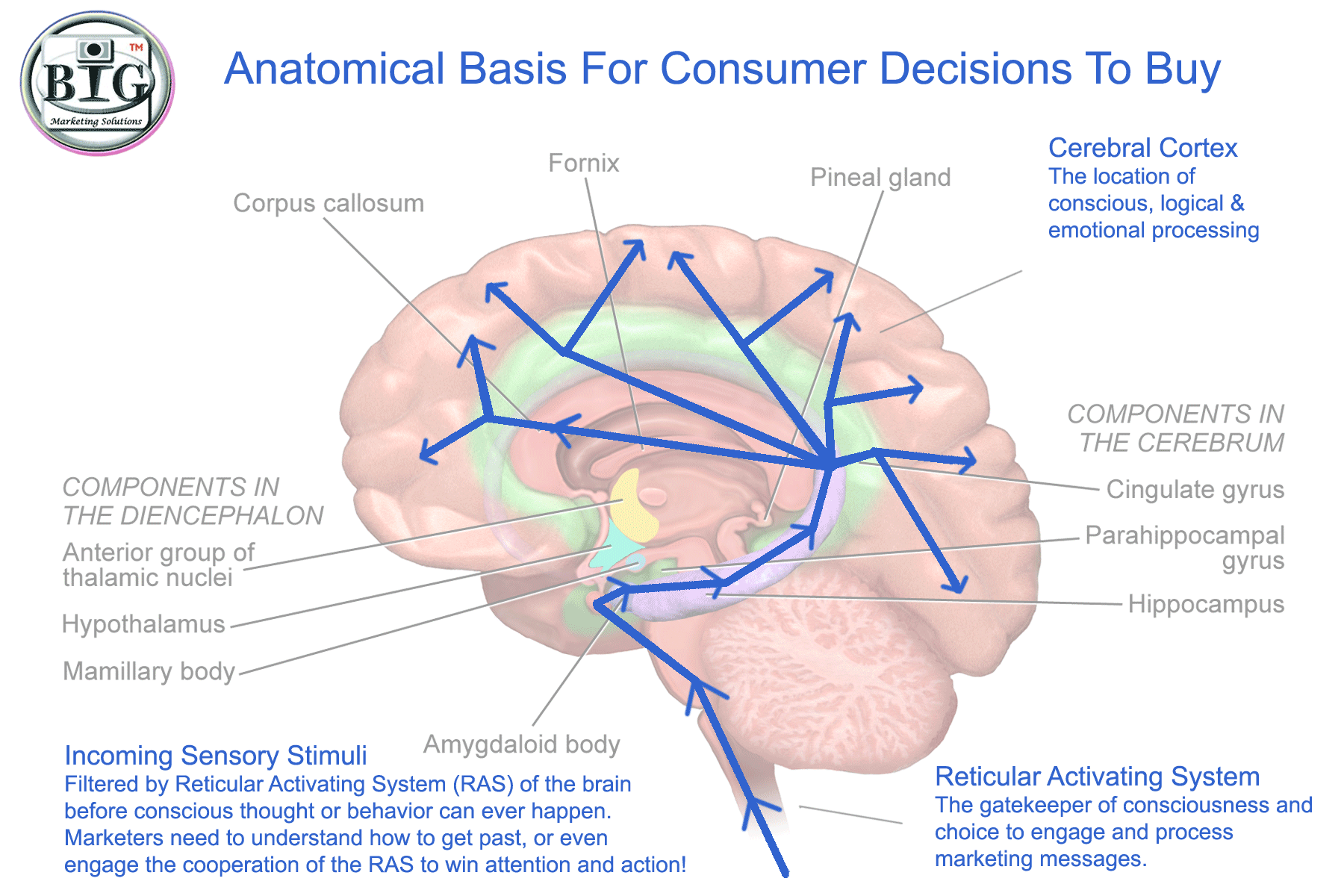 MARKETING COMMUNICATION & BRAIN SCIENCE: The Secret To Getting Audience Attention